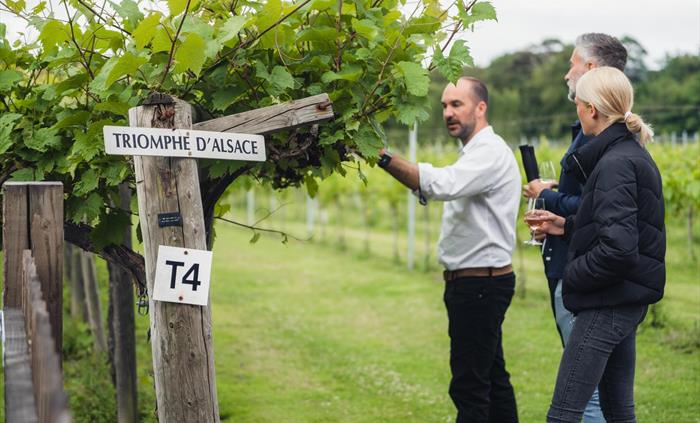 Talking About The Vines Llanerch